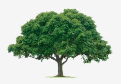 tree 205-173